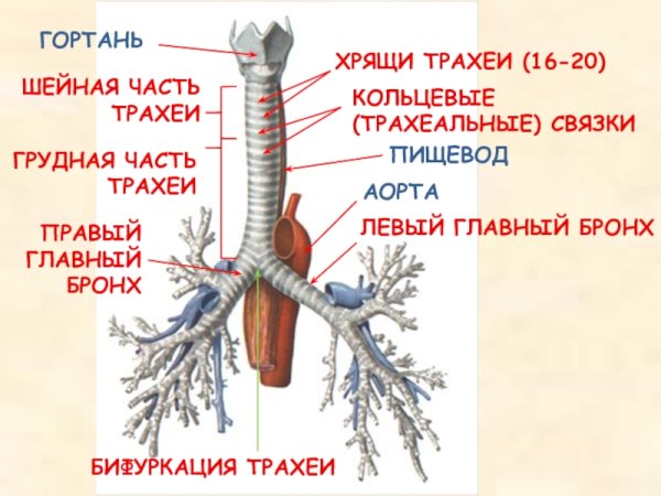 Строение трахеи и бронхов