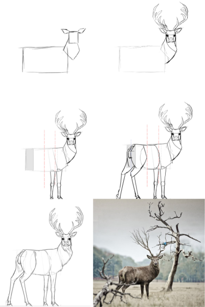 Пошаговое рисование оленя