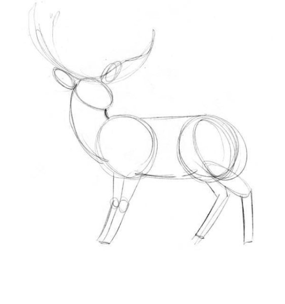 Рисунок оленя для срисовки