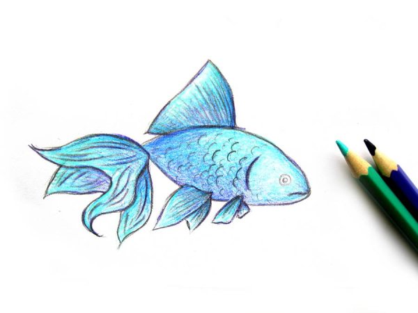 Рисунок рыбы для срисовки