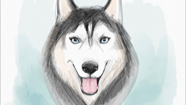 Хаски рисунок карандашом