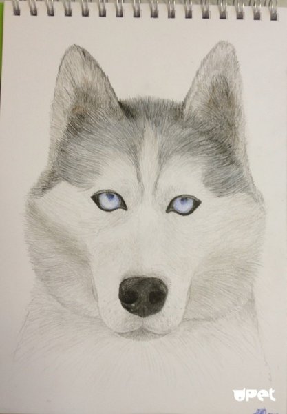 Хаски карандашом