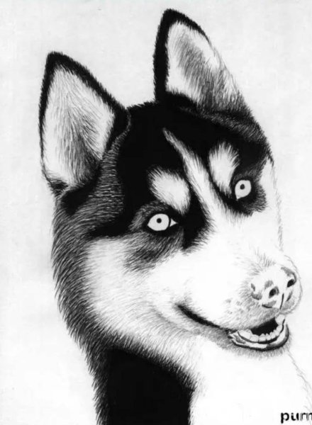 Хаски черно белый рисунок