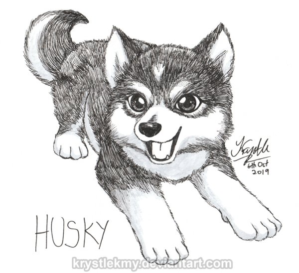 Рисунок хаски карандашом для срисовки