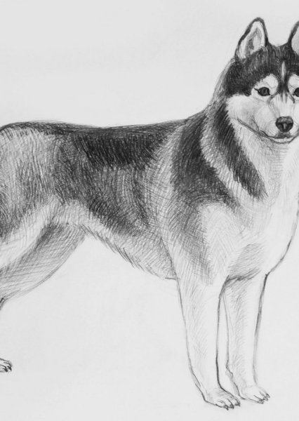 Нарисовать хаски