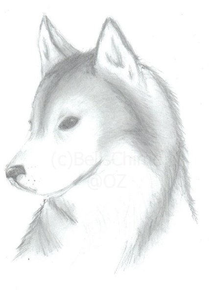 Хаски нарисованные карандашом легкие