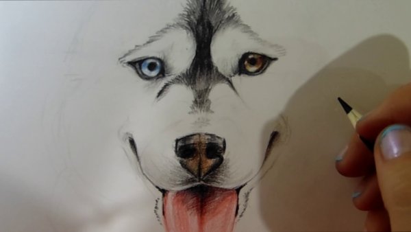 Рисунки для срисовки