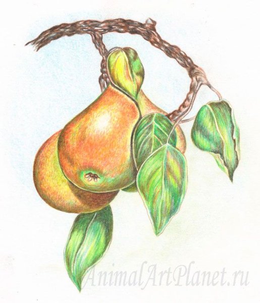 Груша цветными карандашами