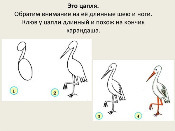 Цапля карандашом