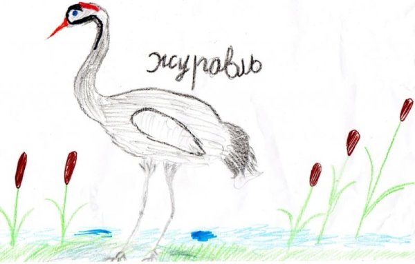 Цапля для срисовки