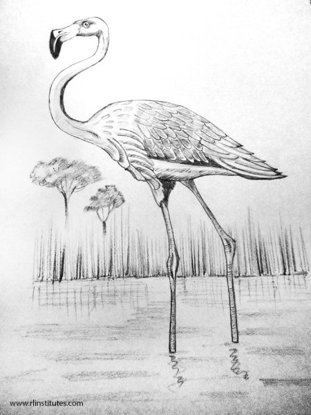 Журавль раскраска для детей