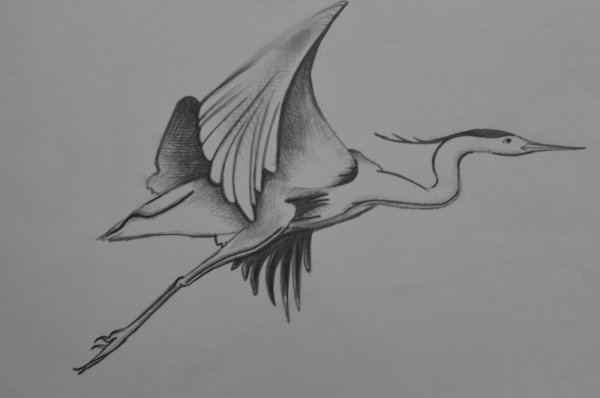 Цапля рисунок карандашом