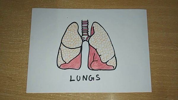 Легкие рисунки для детей