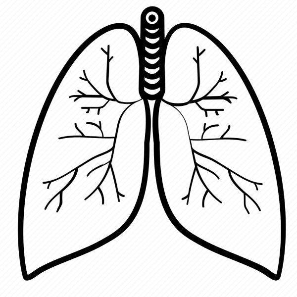 Раскраска лёгкие человека