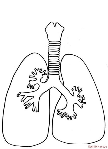 Легкие орган