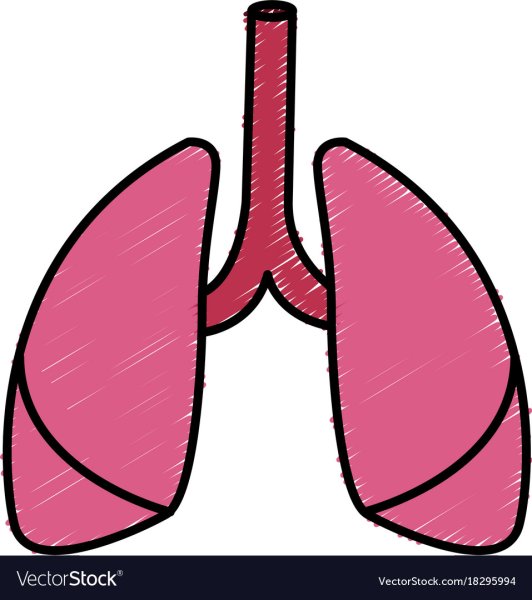 Зарисовка легких анатомия