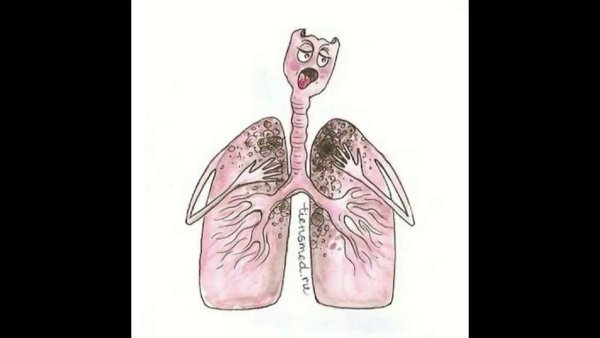 Раскраска легкие человека