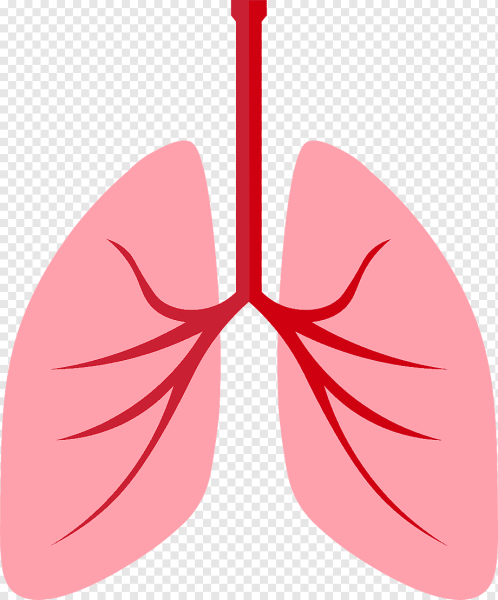 Раскраска лёгкие человека