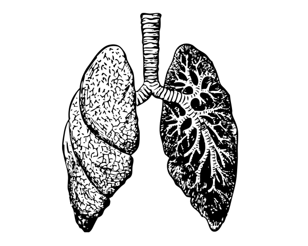 Легкие рисунки