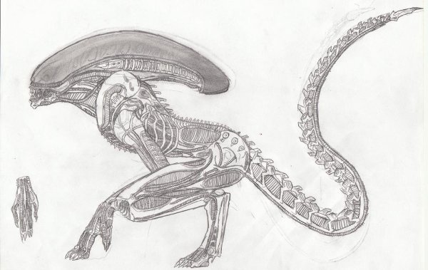 Чужой рисунок карандашом для срисовки