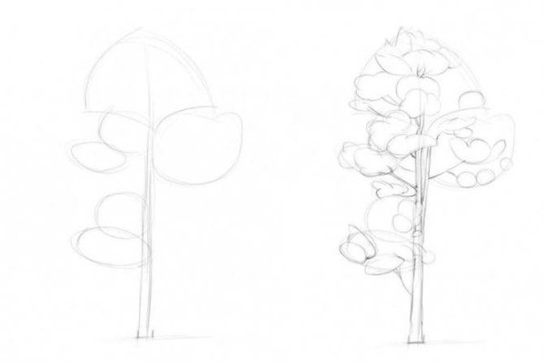 Поэтапное рисование сосны