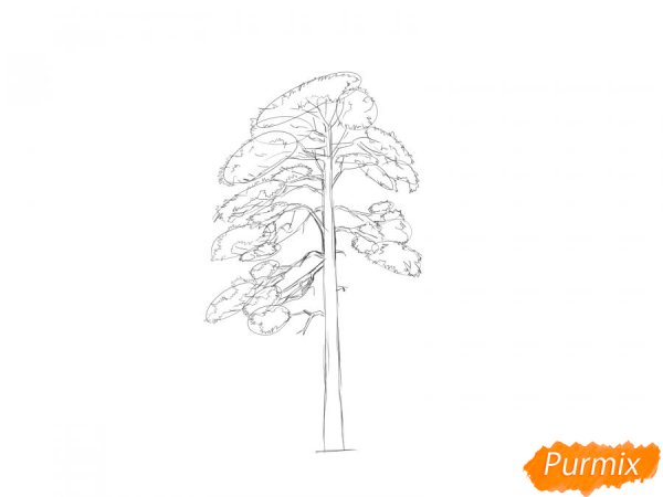 Как нарисовать сосны простым карандашом поэтапно