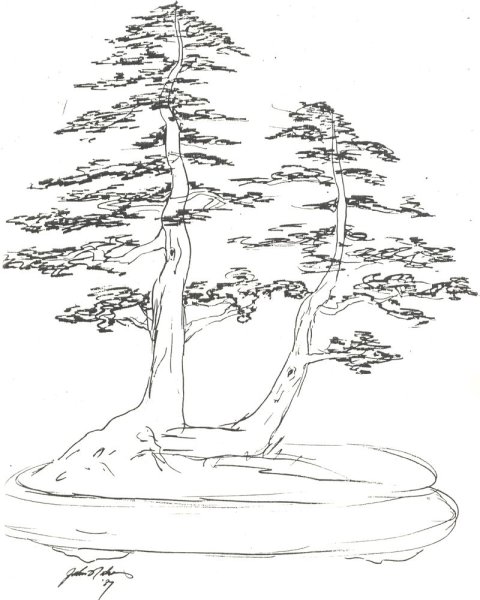 Сосна рисунок для детей