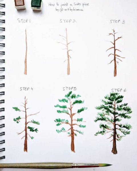 Этапы рисования дерева акварелью