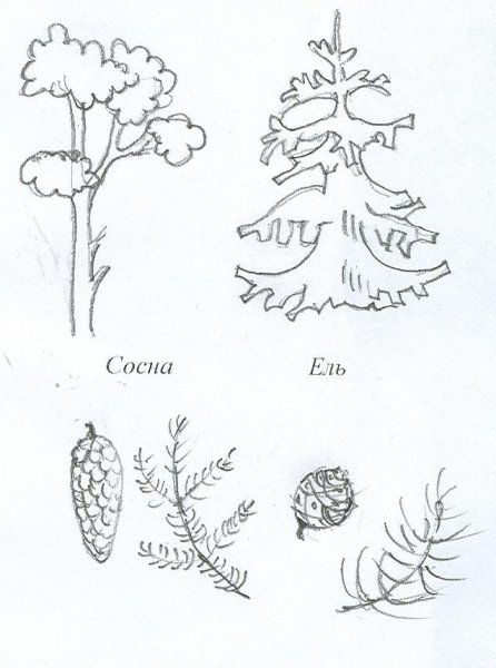 Хвойные деревья задания для дошкольников