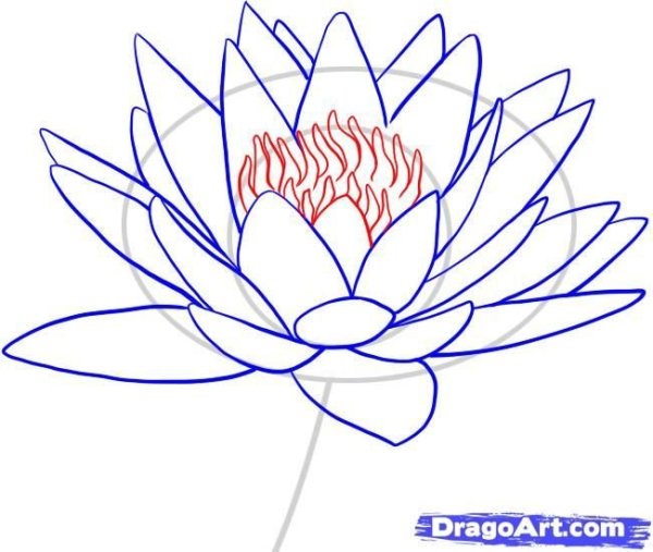 Кувшинка рисунок карандашом