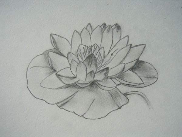Поэтапное рисование кувшинки