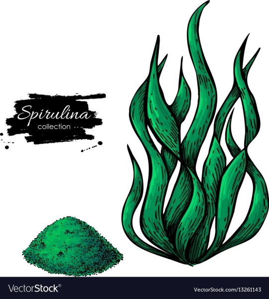 Водоросли в иллюстраторе