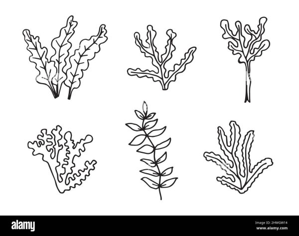 Листья водоросли эскиз