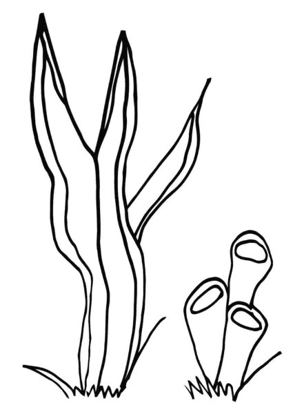 Раскраска морские водоросли