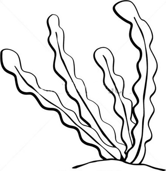 Морские водоросли раскраска для детей