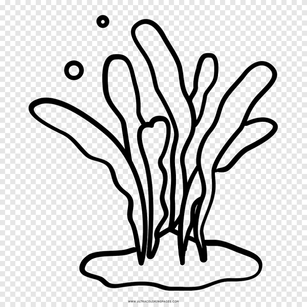 Водоросли раскраска