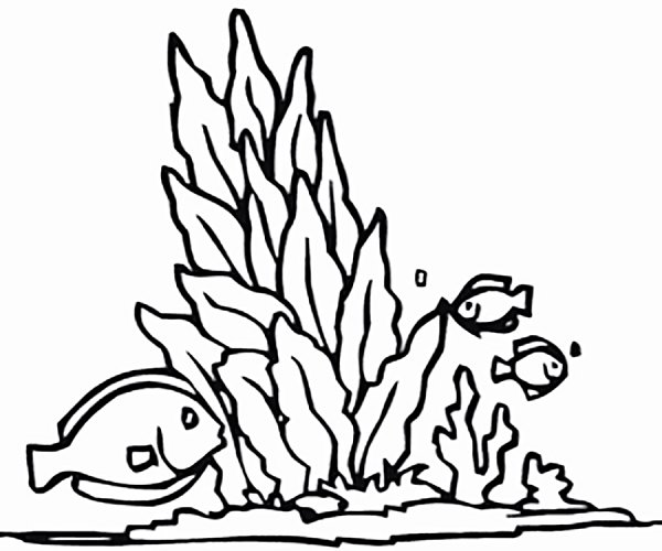 Водоросли раскраска