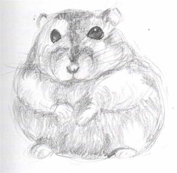 Хомяк рисунок карандашом