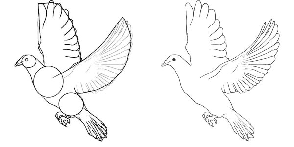 Голубь карандашом