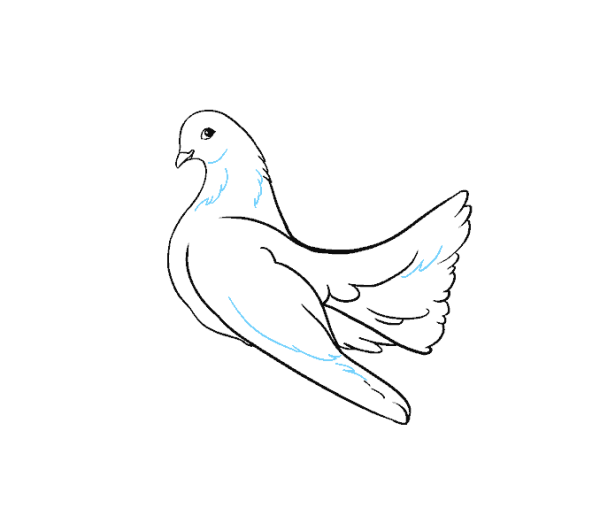 Голубь для рисования