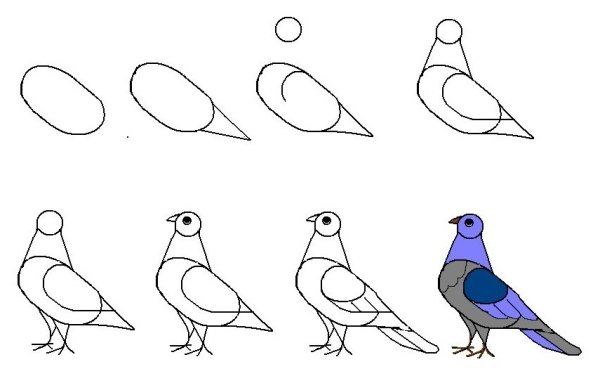 Нарисовать голубя поэтапно