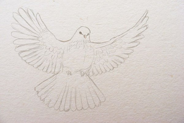 Голубь рисунок карандашом