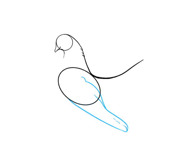 Поэтапное рисование голубя