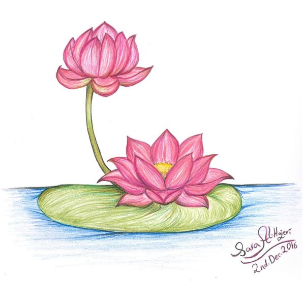 Нарисовать Лотос орехоносный