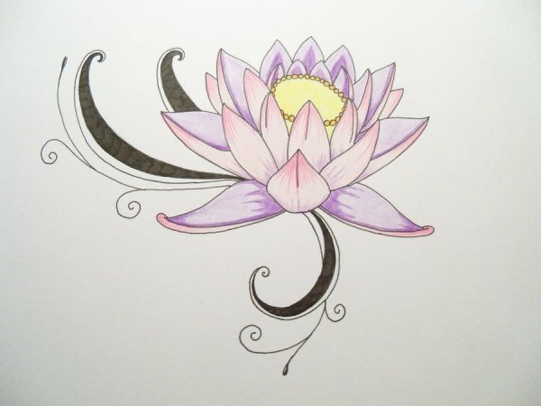 Лотос рисунок карандашом