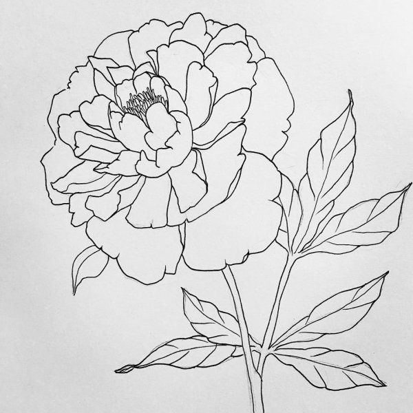 Пионы рисунок карандашом для срисовки легкие