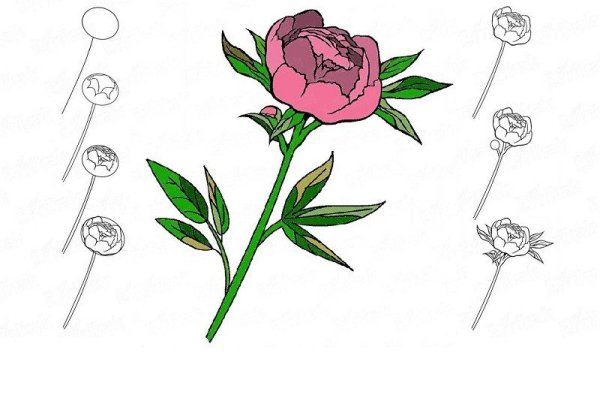Пионы рисунок легкий