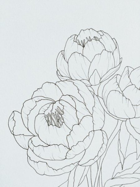 Пионы карандашом легко