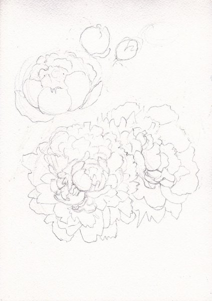 Пион карандашом для начинающих