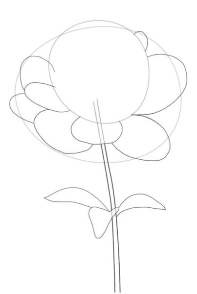 Поэтапное рисование пионов